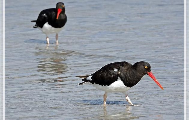 Huîtrier de Garnot, Magellanic Oystercatcher (Haematopus leucopodus) - Saunders Island - Falkland (Malvinas, Malouines) - Grande-Bretagne
