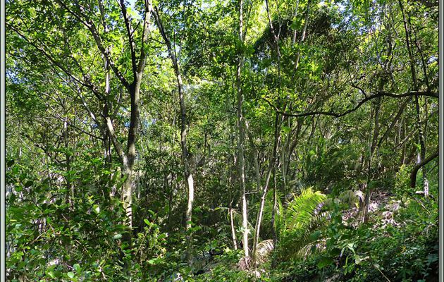 Après avoir marché "au jugé" dans la forêt entre végétation et rochers, enfin une petite vue sur le large - Praslin - Seychelles