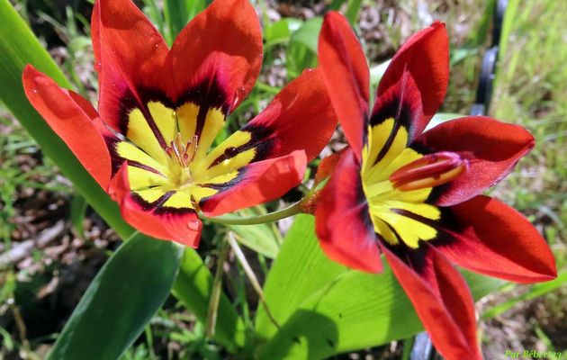 Nos fleurs du jardin - 4