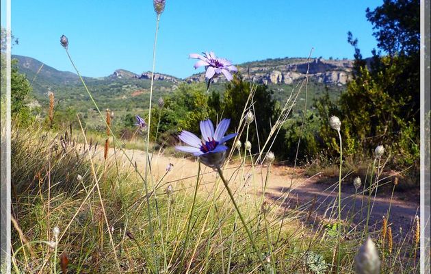 Catananche bleue ou Cupidone (Catananche caerulea) - Mont-Rebei - Espagne