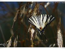 Le Flambé (Iphiclides podalirius) - Papilionidae