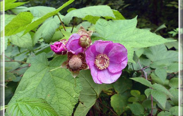 Ronce odorante, Framboisier sauvage, Calotte, Purple-flowering Raspberry (Rubus odoratus) - Petit Lac Preston - Duhamel - Outaouais - Québec - Canada
