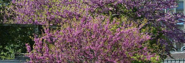 Jardin des Plantes : L'Arbre de Judée