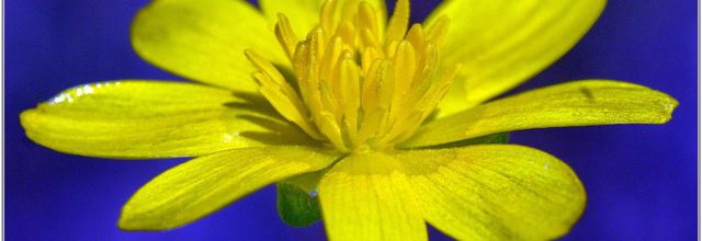 Renoncule Ficaire (1) - Ranunculus ficaria