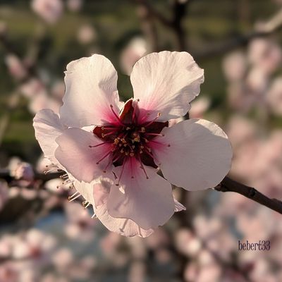 Des fleurs à Cáceres (Espagne)