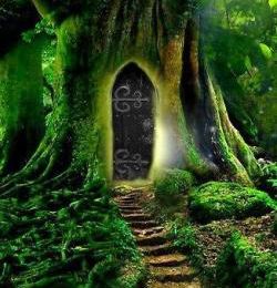 Le message de la forêt