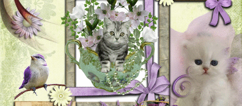 CREA CHATONS OISEAUX