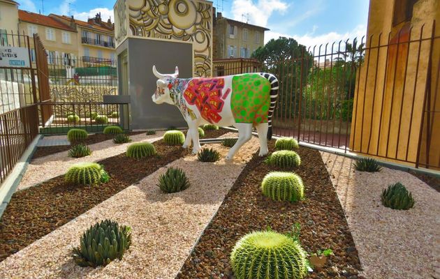 des plantes grasses 
