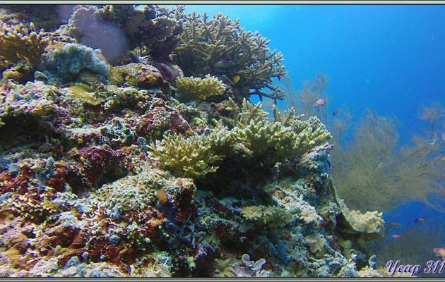 Sur le tombant - Dega Thila - Atoll d'Ari - Maldives