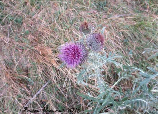Voyages Hautes Alpes, Isére aout 2015 Fleurs