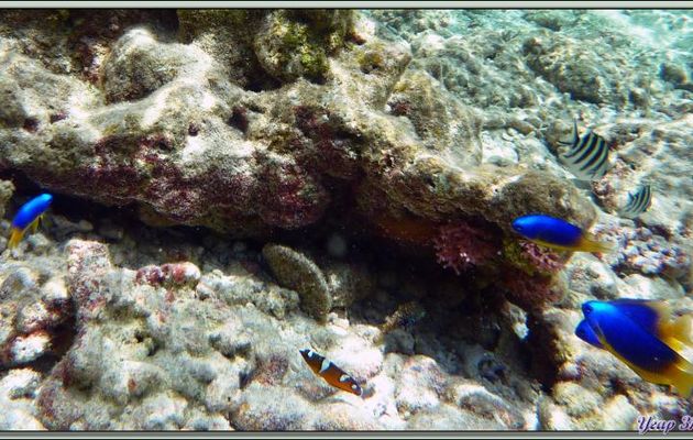 Girelle reine juvénile (Coris formosa) - Bird Island - Seychelles