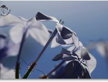 Plumbago