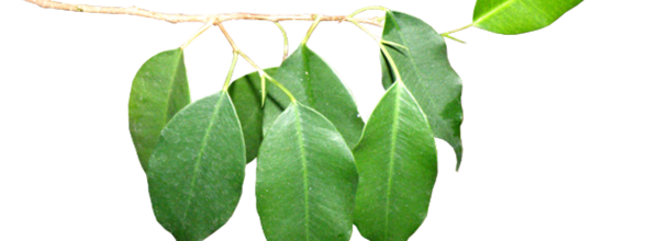 ѼVegetation