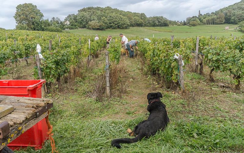 Le temps des vendanges - 3-