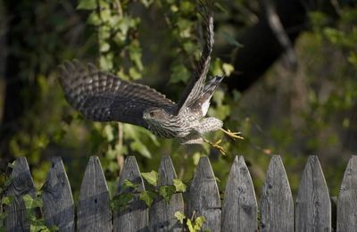Nouvelles  animalières !