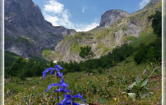 Iris des Pyrénées ou à feuilles larges ou xiphioïde (Iris latifolia) sur fond de Col du Toro - Artiga de Lin - Es Bordes - Val d'Aran - Espagne
