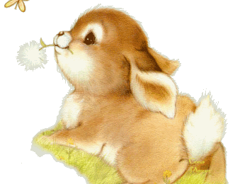 Petit lapin