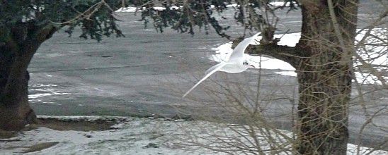 Couleurs noires et blanches