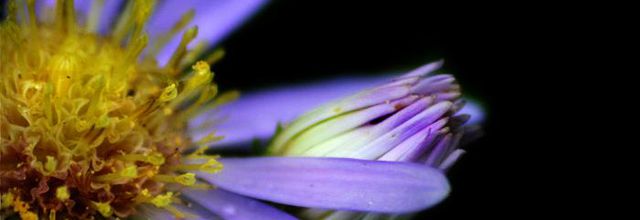 Love Flower