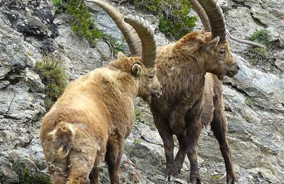 Chasse Photographique "le Bouquetin"