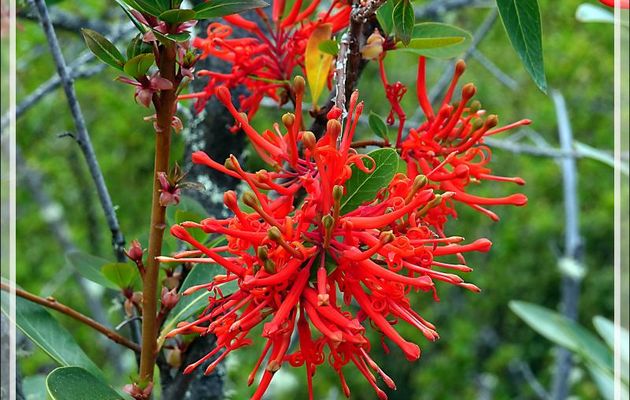 Fleur d'Arbre de feu du Chili, Notro, Ciruelillo, Fire bush (Embothrium coccineum) - Peninsula de Magallanes - Patagonie - Argentine