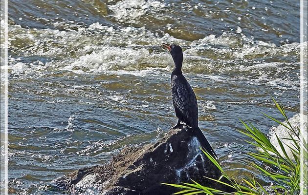Cormoran africain, Reed Cormorant (Microcarbo africanus) - Chutes Victoria - Zimbabwe