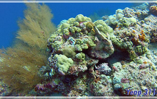 Rascasse scorpion et triton - Kuda Miaru Thila - Atoll d'Ari - Maldives