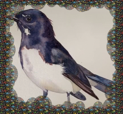 Dessin et peinture - vidéo 3063 : Comment peindre un oiseau au plumage noir métallique ? - aquarelle.