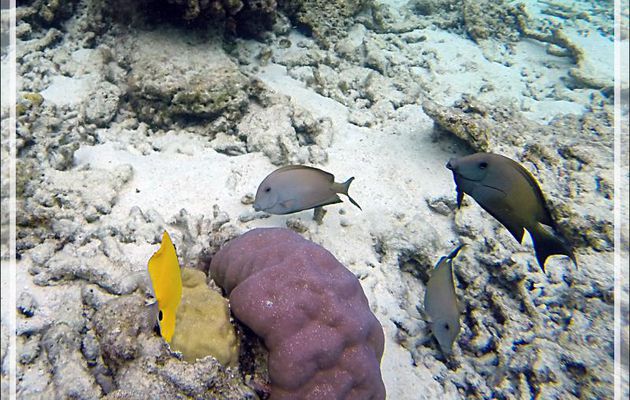  Snorkeling : Poisson-chirurgien strié, Maïto, Lined bristlethooth, Striated surgeonfish (Ctenochaetus striatus) - Moofushi - Atoll d'Ari - Maldives