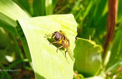 rencontres avec des insectes 