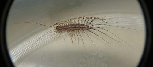 Scutigera coleoptrata, la scutigère véloce