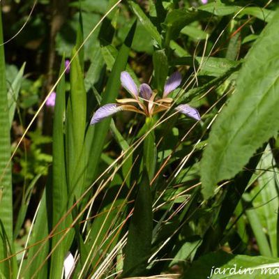 Iris foetidissima  -  iris fétide - iris gigot