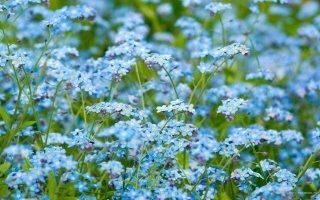 Myosotis - Théa d'Albertville