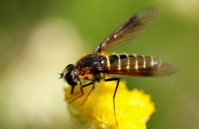 Lomatia lateralis 