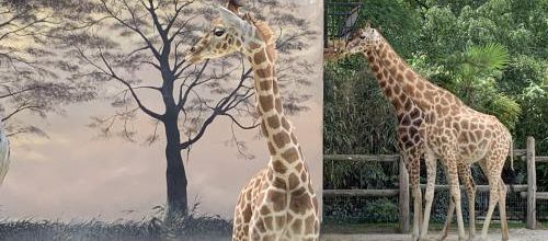 zoo