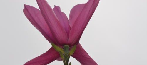  symphonie en rose 