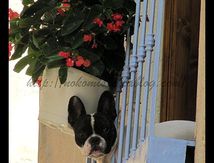 Bouledogue Français