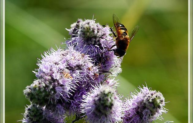 Mouche Syrphe Eristale (Eristalis jugorum ?) sur terminaison florale de Menthe à longues feuilles (Mentha longifolia) - Port de Balès - 31 / 65