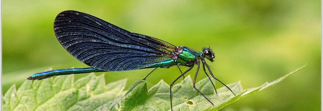 Caloptéryx Vierge (8) Calopteryx virgo / Mâle
