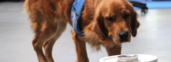 Les chiens, une aide précieuse pour les personnes diabétiques ?