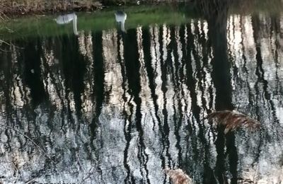 Défi "reflets" de mai...