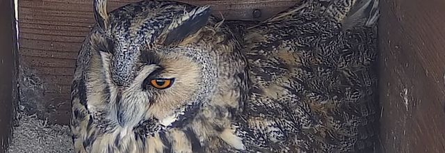 Hibou Moyen-duc