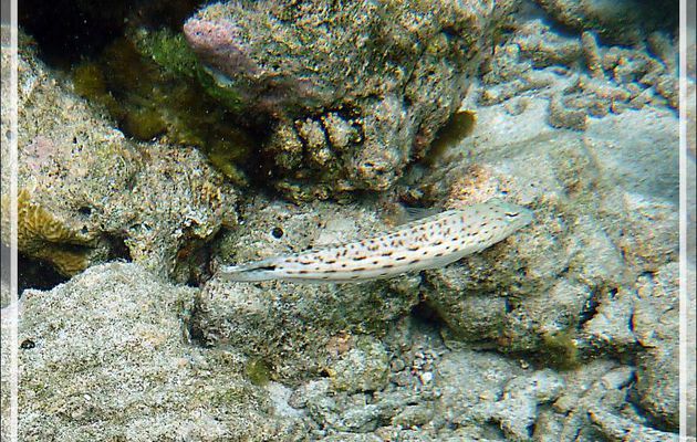 Perche de sable, Parapercis ocellé, Pintade, Perche mouchetée, Speckled sandperch (Parapercis hexophthalma) - Moofushi - Atoll d'Ari - Maldives