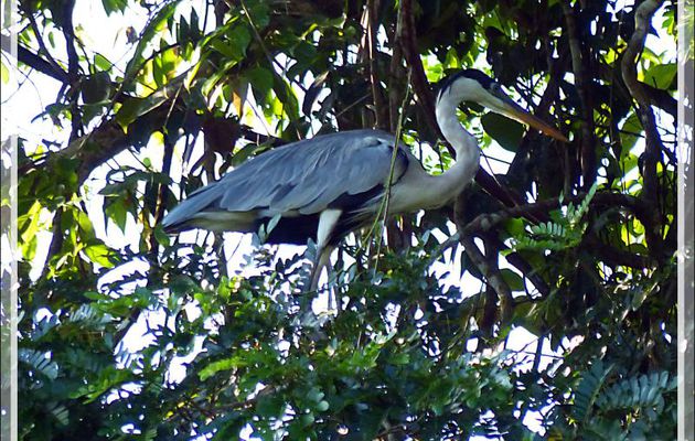 Héron cocoi, Cocoi Heron (Ardea cocoi) - Inkaterra Hacienda Concepcion - Puerto Maldonado - Pérou