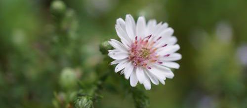 Premier aster