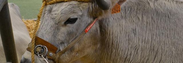 Salon de l'Agriculture 2014 : La Bleue du Nord
