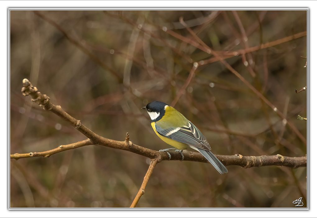 04 - Oiseaux