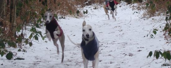 Course poursuite dans la forêt enneigée
