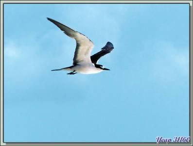 Oiseaux en vol - Bird Island - Seychelles