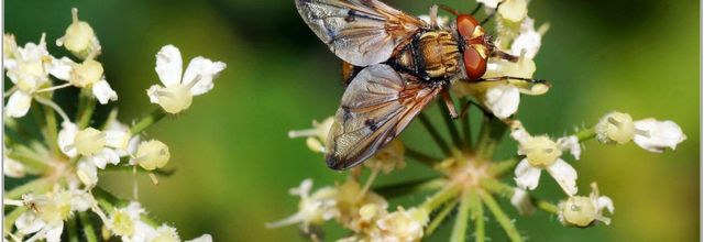 Phasie Crassipenne (1) - Ectophasia crassipennis